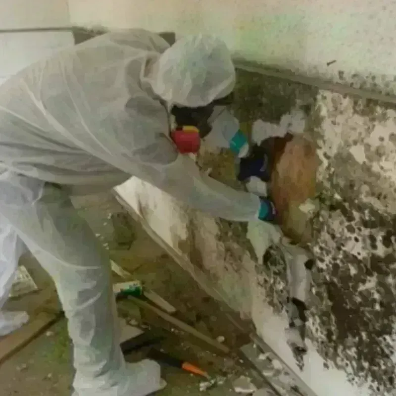 Mold Remediation and Removal in Conrad, IA